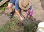 Taree-fence-b 060